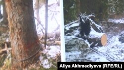 Тянь-Шань ормандарынан түсірілген фото айғақтар.  