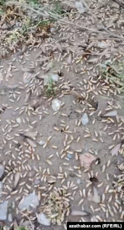 Sary garynjalar ilatyň ýaşaýyş jaýlaryna, oba durmuşyna howp abandyrýar - ýerli ýaşaýjylar