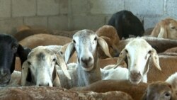 Кыргызстандан мал экспорттоого уруксат берилди| БҮГҮН АЗАТТЫКТА | 5.07.21