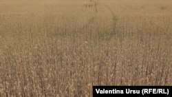 Иллюстрациялык сүрөт. 