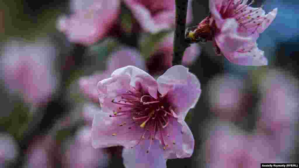 Yalı yanında şeftali çeçeklendi