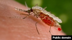 Безгекти жуктурган чиркей.