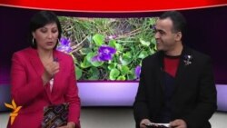 Наврӯзи Озодӣ