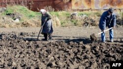 Жителі Павлополя Донецької області копають картоплю після нічного артобстрілу, 28 жовтня 2014 року