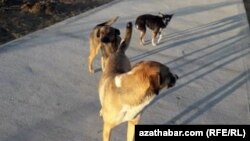 "Позавчера они еще были втроем. Многие люди их кормили". Ашхабад, ноябрь, 2020. 