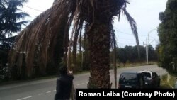 Вид погибшей и обезображенной пальмы, пораженной долгоносиком, производит удручающее впечатление