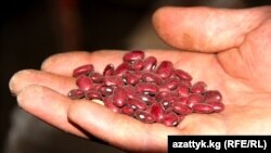 Таластагы төө буурчак. 