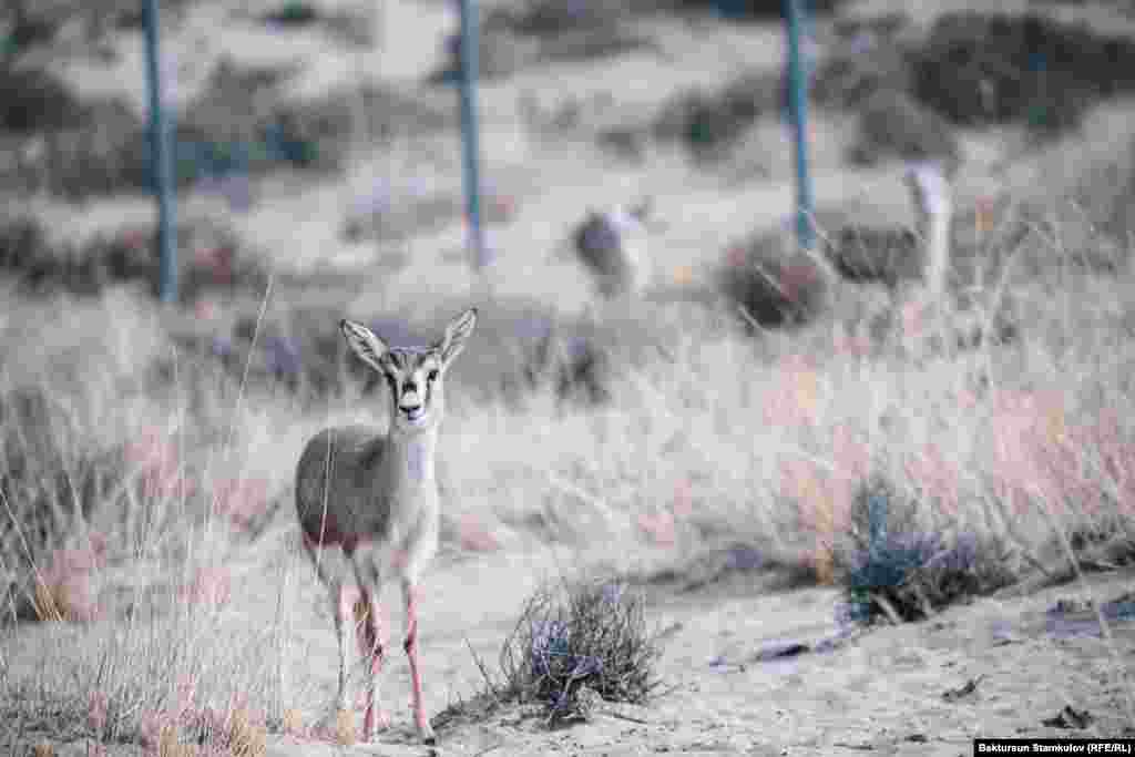 Как заявляют специалисты, в КР джейранам наиболее подходят климат и рельеф Тонского района Иссык-Кульской области.