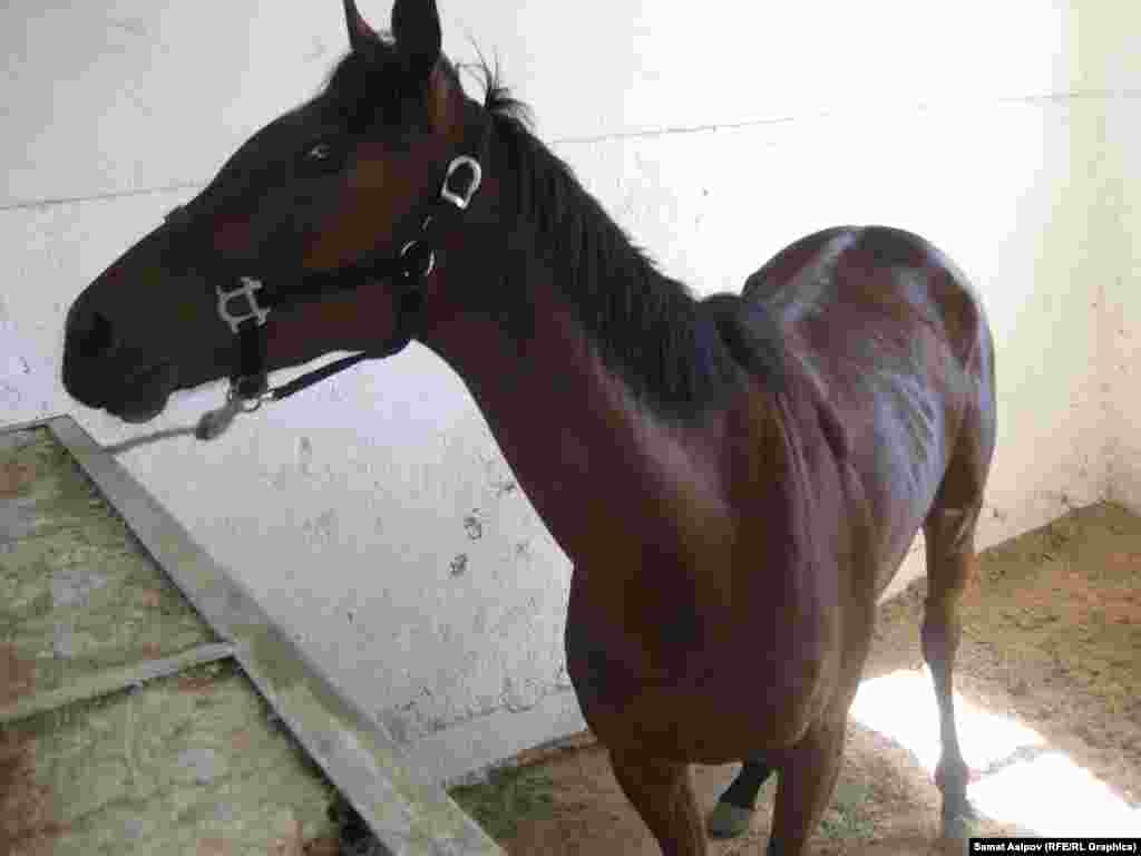 Чарба 2005-жылы түптөлгөн. Асыл тукум жылкылар Америка, Франция, Англия жана Түркиядан алынып келинген.