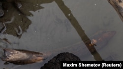 Кусок бивня мамонта в реке Колыма рядом с Дуванным Яром. Такие находки нередки в Якутии в местах размывания вечной мерзлоты