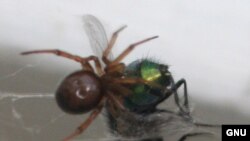 (عکس تزئینی است)