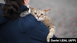 Дослідження МОМ зафіксувало, що більше третини тих, хто повернувся, все ще почуваються в небезпеці