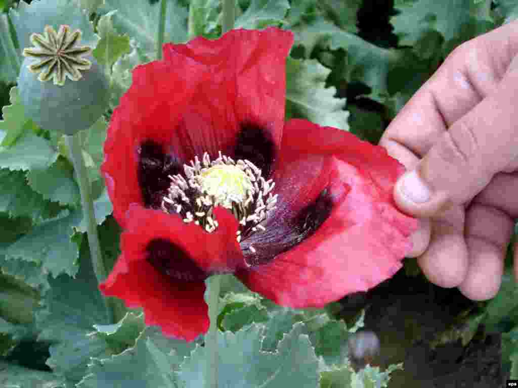 ОДКБ предлагает создать свой "черный" список наркобаронов. 