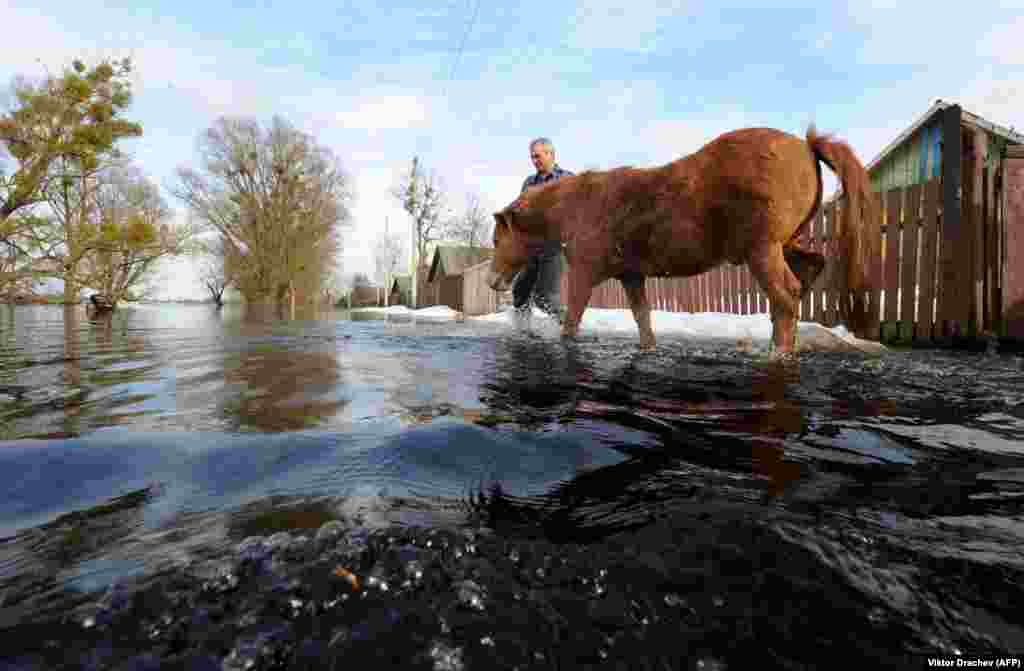 Білорусь &ndash; людина веде коня під час весняного паводку в селі Снядин, 9 квітня 2013 року