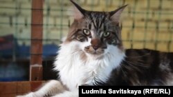 Благодаря новому закону о защите животных с передвижной выставки забрали истощенных кошек и котов