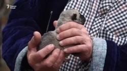 Ба садҳо саг дар минтақаи Кӯлоб шиноснома додаанд