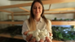 Albanke oživljavaju drevni zanat proizvodnje svile