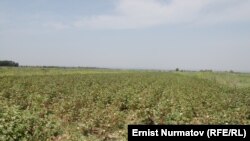 Möwlamow: "Gowaçalaryň gök öwüsmegi olaryň ýapraklarynyň derman bilen düşürilmänligi üçindir". 