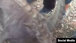 Бузи осиёмиёнагӣ дар саросари Тоҷикистон дида мешавад.