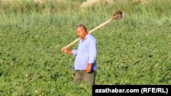 Illýustrasiýa suraty