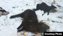 Тоготой айылындагы кырылган койлор. Кара-Кулжа, Ош, Кыргызстан.