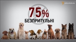 85% відсотків отруєнь собак Києва скоюють комунальні служби − зоозахисниця