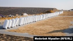 Күрүч түшүмүн жыйноо. Баткен облусу, Кадамжай району. 