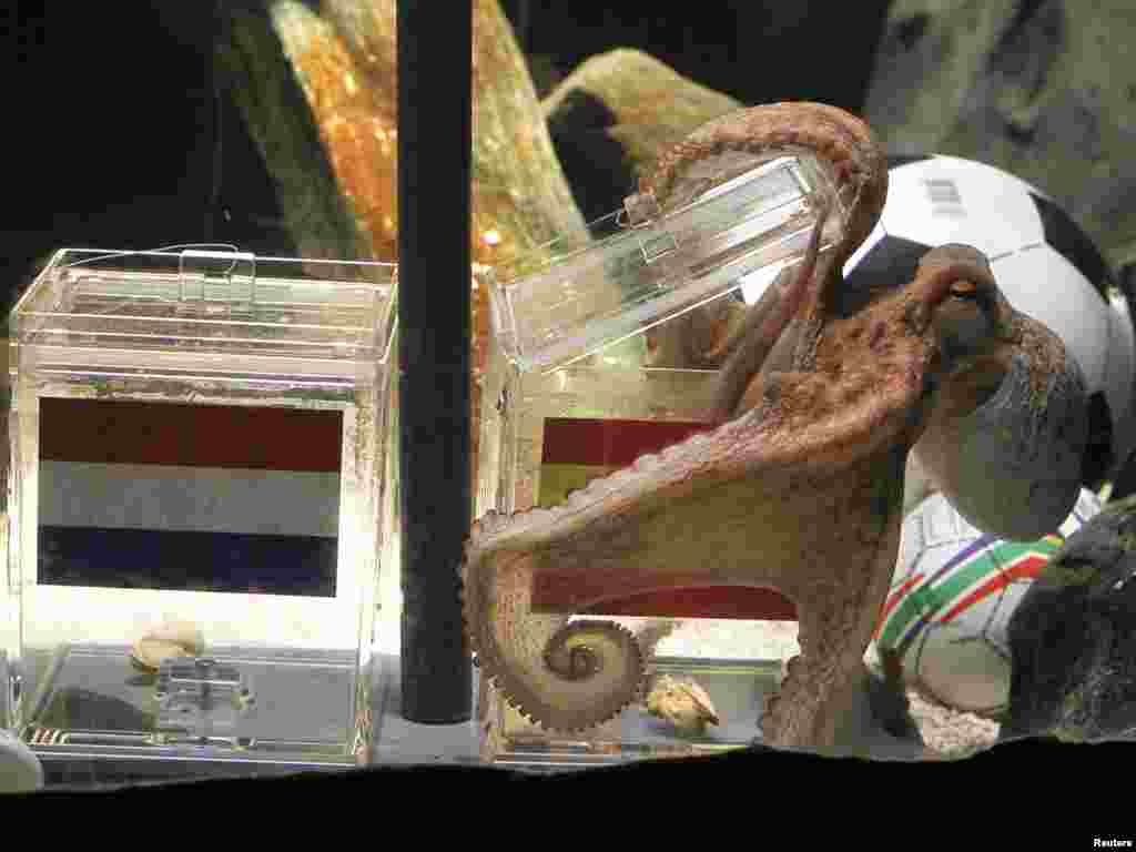 پل پیشگو که نتایج برخی از بازی های فوتبال جام جهانی در آفریقای جنوبی را به درستی پیش بینی کرد و شگفتی ساز شد 