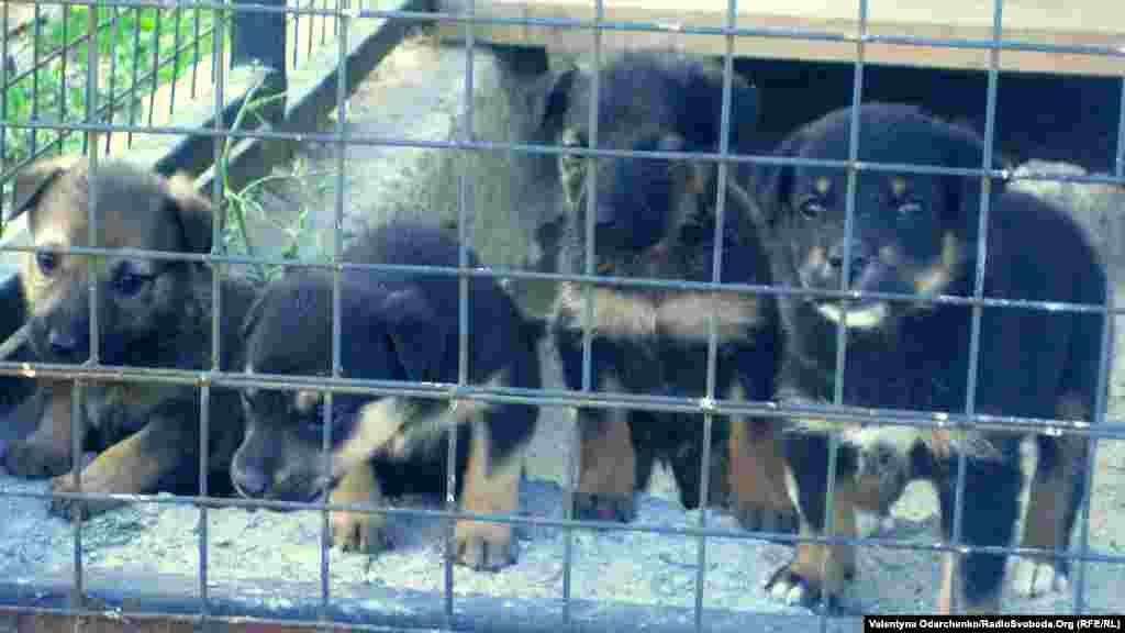 Рівненський притулок ще офіційно не відкритий