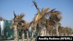 Milli Parkdakı palma ağacları