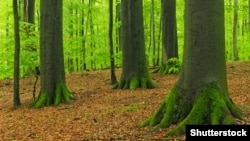 Автори звернення вказують на те, що українські Карпати мають найбільше біорізноманіття на континенті, а місцеві праліси відіграють важливу роль у запобіганні наслідкам зміни клімату