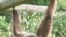 Гиббон (Hylobates lar) в зоопарке «Tierpark Berlin». <a href = "http://en.wikipedia.org/wiki/Image:Weisshandgibbon_tierpark_berlin.jpg" target=_blank>Wikipedia. GNU Free Documentation License.</a>