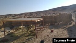 Өзбекстандан алынып келген жейрендер. 