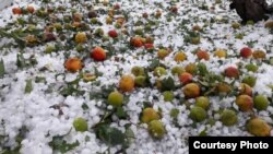 Балыкчыга түшкөн мөндүр.