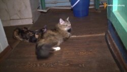 Притулок для домашніх тварин із зони АТО допомагає улюбленцям знаходити нових господарів