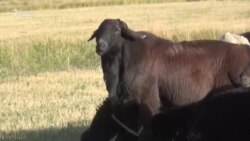 Ат-Башыдагы асыл тукум чарба