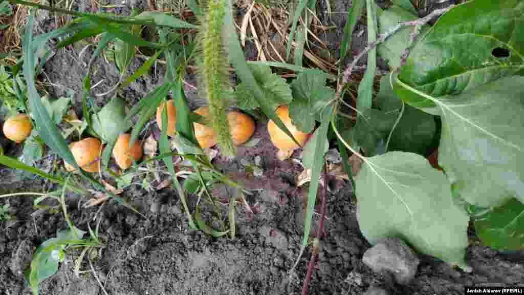 Арыктагы өрүктөр.