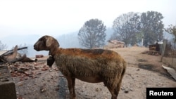 Від пожеж у Греції постраждали тварини
