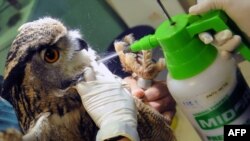Singapore -- An Eurasian Eagle Owl is sprayed with anti-mite disinfection after receiving a vaccination again the avian flu (H5N2) at the Jurong Bird Park in Singapore, 07May2010