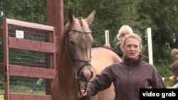 Türkmen atlarynyň 2016-njy ýylyň tomsunda Çehiýada guralan ýarmarkasynda görkezilen bedewleriň biri. Arhiw suraty
