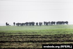 Зубры на Палесьсі, 2021 год