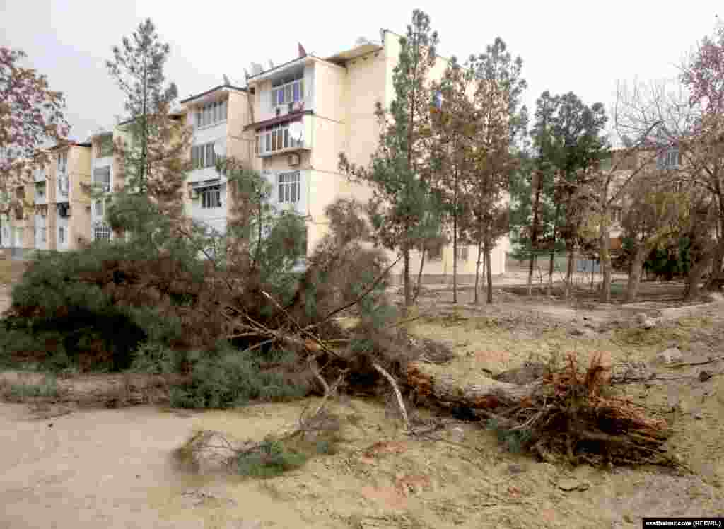 10-njy kiçi etrapçada abatlaýyş işleriniň barşynda agaçlary çapmak henizem dowam ediýär