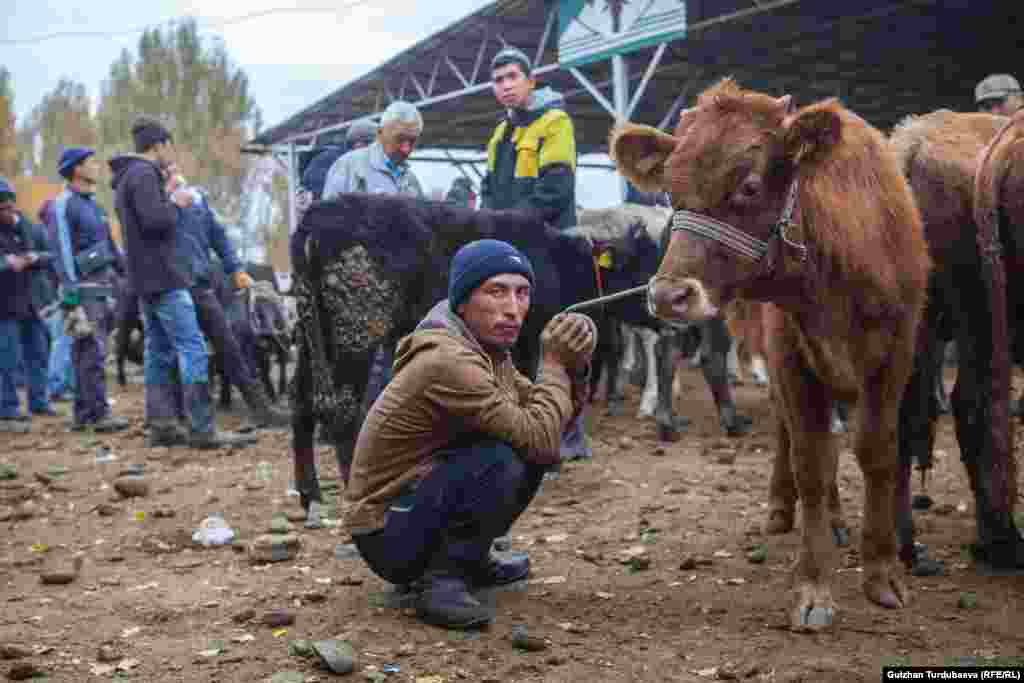 Безуспешные попытки продать скотину.