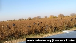 Солдаты на хлопковых полях. Туркменистан (фото из архива) 