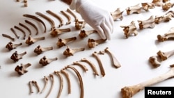 Масове поховання віком понад 500 років знайшли недалеко від столиці Чилі Ліми