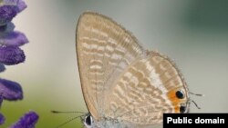 Голубянка Lampides boeticus