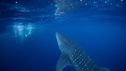 کوسه‌نهنگ‌های خجالتی کجا جفت‌گیری می‌کنند؟