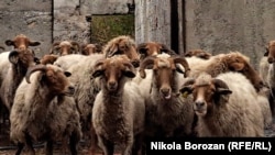 Stado ovaca u Piperima nadomak Podgorice