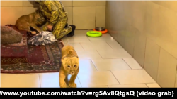 Тигр Шерхан, 2023 рік