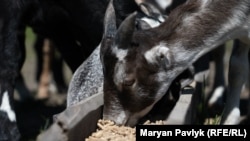  Евакуювати з Донеччини вдалося не лише стало кіз, а й техніку для обробки полів